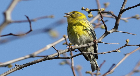 Fête de la Nature à St Mathieu de Tréviers